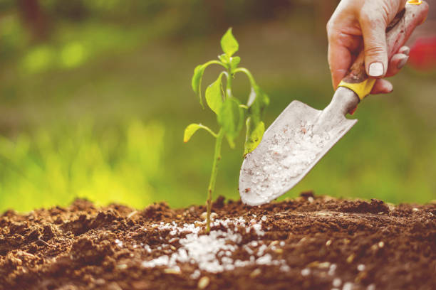 put some fertilizer gmo or poison in shovel in the soil under small plant