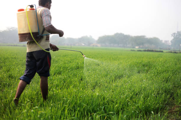 Farmer working in the field during winter season the field is located in Haryana, India.